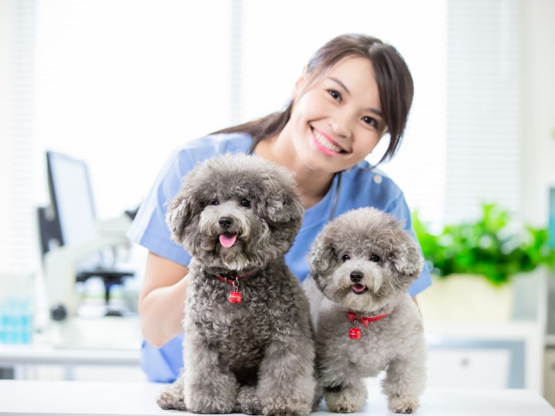 Boost Your Clinic with These Veterinary Marketing Strategies