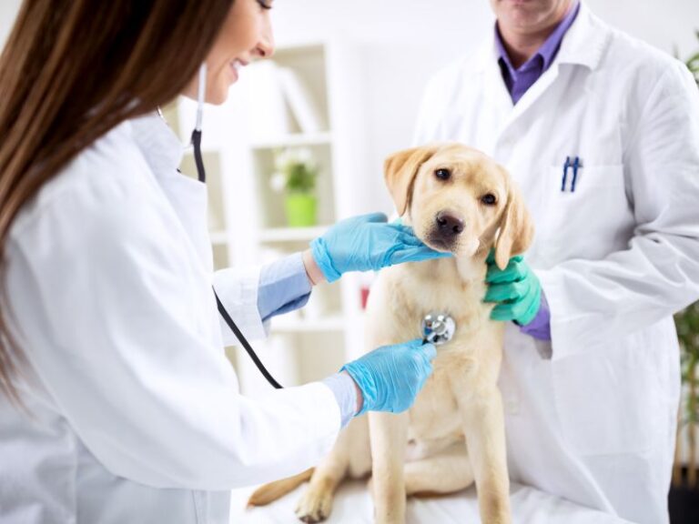 9 Veterinary Marketing Ideas That Work