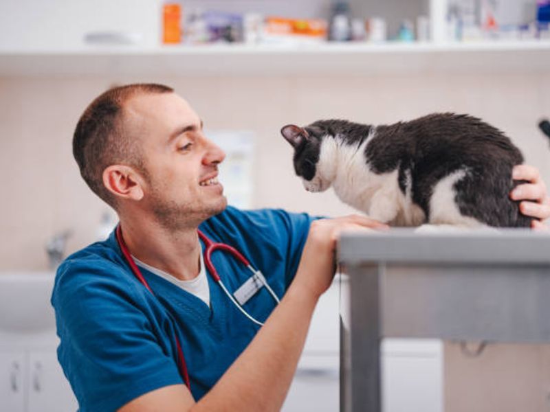 A Comprehensive Guide to Digital Marketing for Veterinarians
