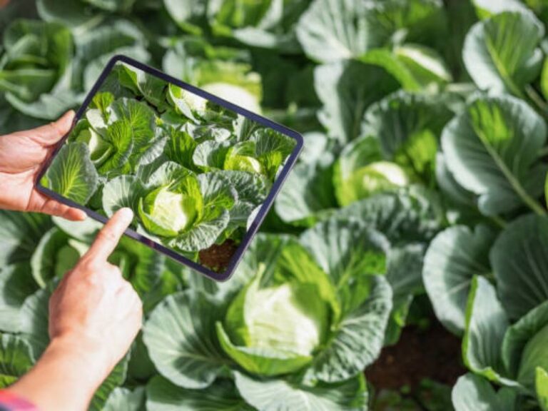 Digital Marketing for Agriculture: Ways to Boost Sales