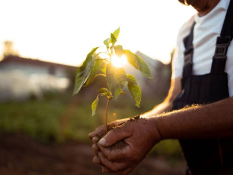 5 SEO Tips for Tree Care Companies